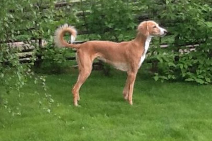 red saluki Garamiyas Ghadeer