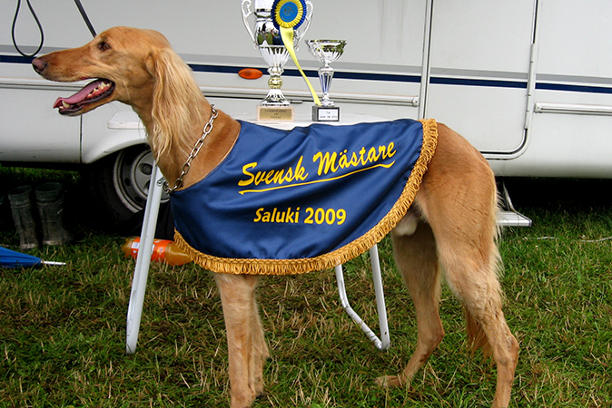 Gold saluki swedish racing championship winner Garamiyas Ghannam