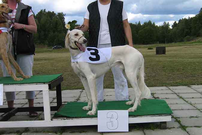 Cream saluki Garamiyas Ghandoor