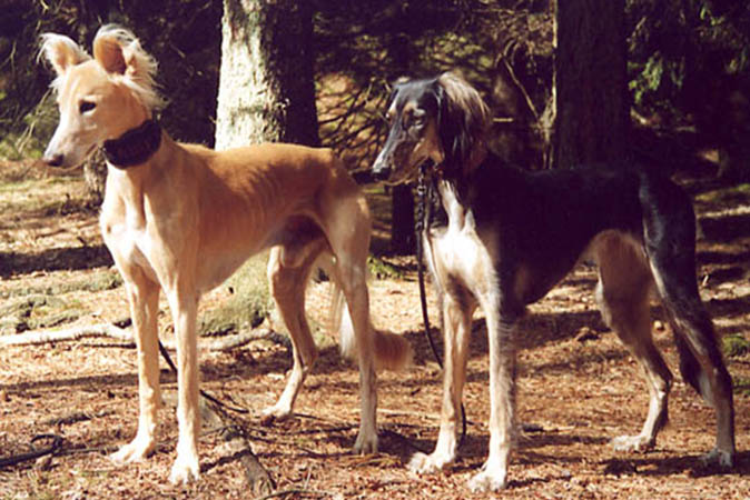 Saluki Jaliya and Scheref