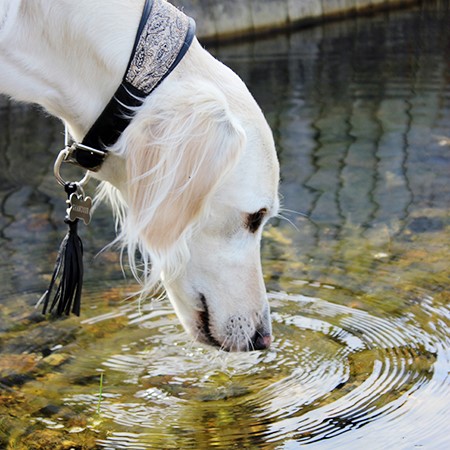 saluki Garamiyas Ghandoor