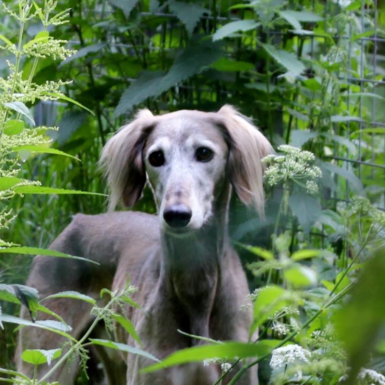 Saluki Garamiyas Ghaffar