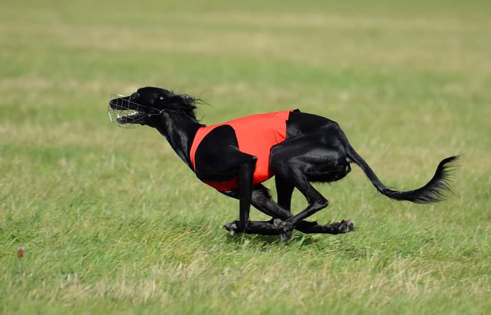 Meridiana Mahzad lure coursing, by Martin Abbott