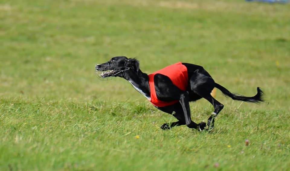 Meridiana Mahzad lure coursing, by Martin Abbott