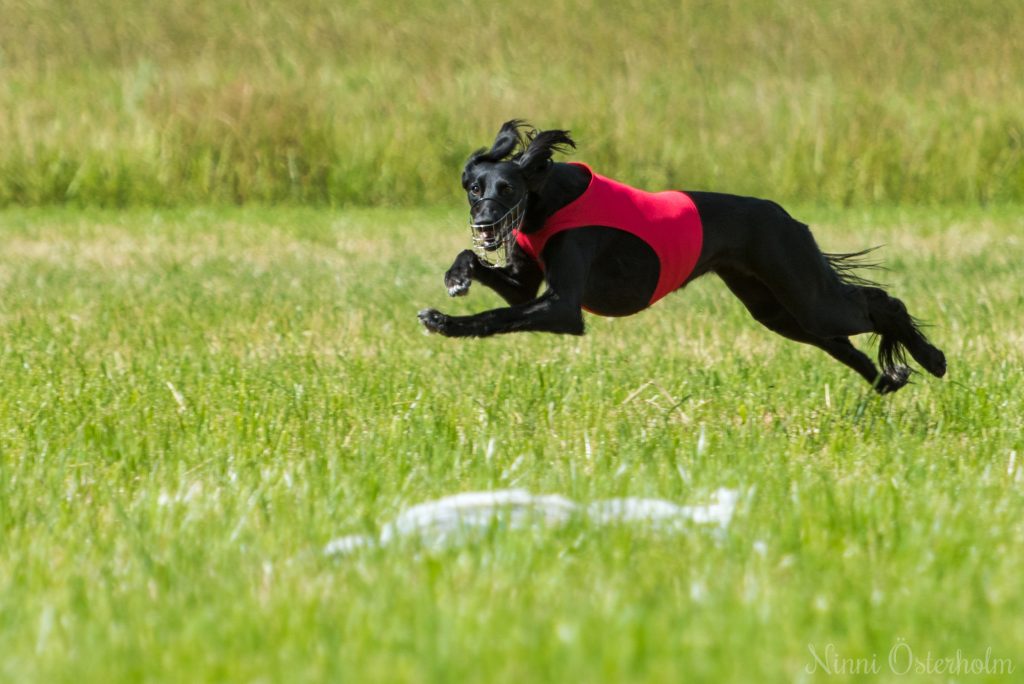 Meizza Mahraz lure coursing, photo by Ninni Österholm