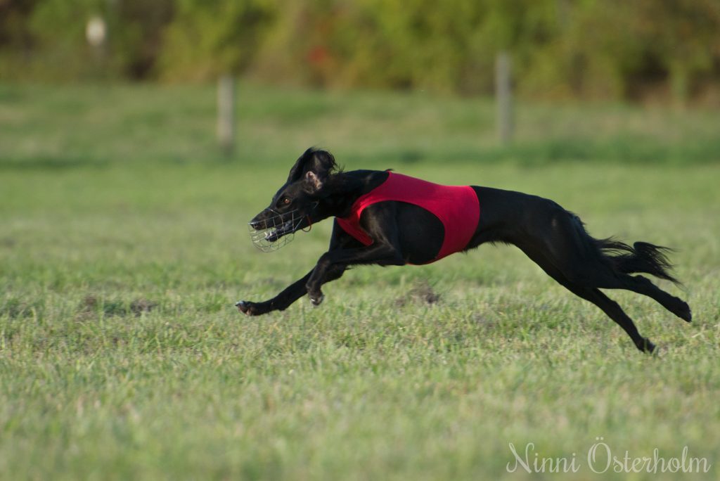 Meizza Mahraz lure coursing, photo by Ninni Österholm