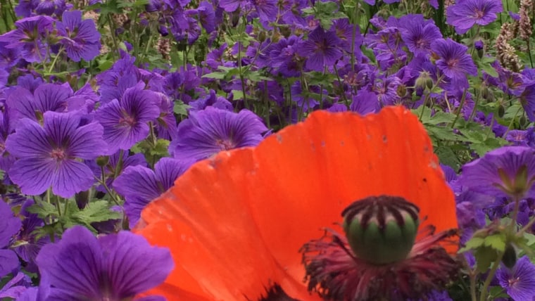 How your garden can help your mental health