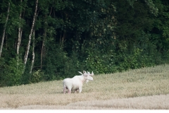 Älg (Alces alces) Leucism