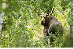 Älg (Alces alces)