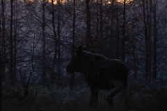 Älg (Alces alces)