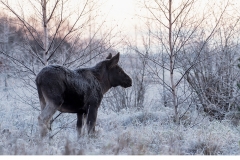 Älg (Alces alces)