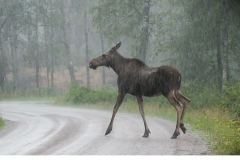 Älg (Alces alces)