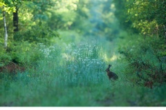 Fälthare (Lepus europaeus)