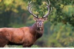 Kronhjort  (Cervus elaphus)