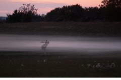 Kronhjort  (Cervus elaphus)