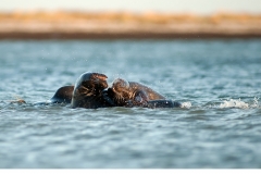 Gråsäl (Halichoerus grypus)