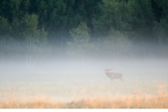 Kronhjort  (Cervus elaphus)