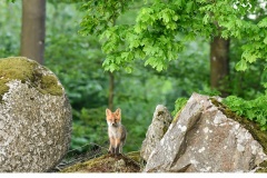 Rödräv (Vulpes vulpes)