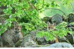 Rödräv (Vulpes vulpes)