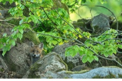 Rödräv (Vulpes vulpes)