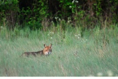 Rödräv (Vulpes vulpes)