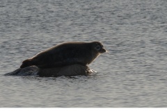 Knubbsäl (Phoca vitulina)