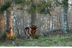 Mufflonfår (Ovis orientalis)