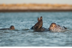 Gråsäl (Halichoerus grypus)