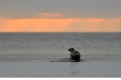 Knubbsäl (Phoca vitulina)