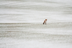 Rödräv (Vulpes vulpes)