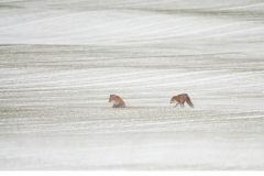 Rödräv (Vulpes vulpes)