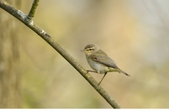 Lövsångare-Phylloscopus-trochilus