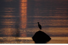 Gråhäger (Ardea cinerea)