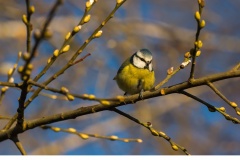 Blåmes (Cyanistes caeruleus)