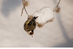 Steglits (Carduelis carduelis)