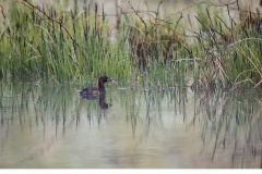 Smådopping (Tachybaptus ruficollis)