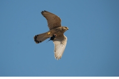 Tornfalk (Falco tinnunculus)