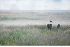 Rödspov  (Limosa limosa)