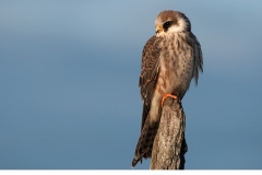 Aftonfalk (Falco vespertinus)