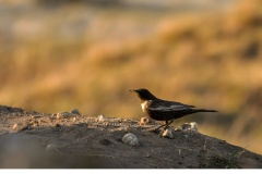 Ringtrast (Turdus torquatus)