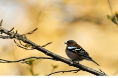 Bofink  (Fringilla coelebs)