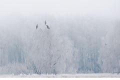 Havsörn (Haliaeetus albicilla)