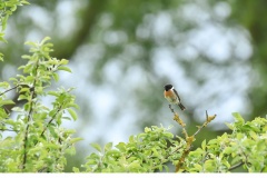 Svarthakad buskskvätta (Saxicola rubicola)