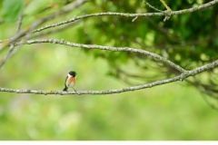 Svarthakad buskskvätta (Saxicola rubicola)