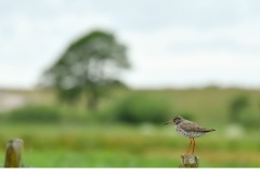 Rödbena (Tringa totanus)