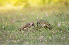 Gröngöling (Picus viridis)