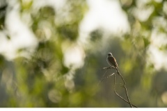 Törnskatan (Lanius collurio)