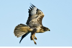 Ormvråk (Buteo buteo)