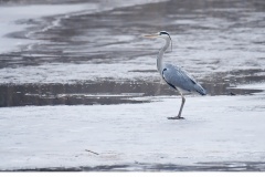 Gråhäger (Ardea cinerea)