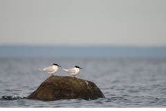 Kentsk tärna (Sterna sandvicensis)